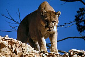 Mountain Lion in Glacier National Park.jpg