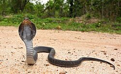 Naja-siamensis-indochinese-spitting-cobra-southwest-thailand