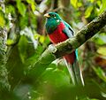 Narina Trogon - Uganda H8O4347 (16120379110), crop