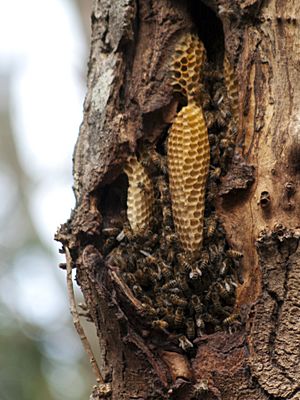 Natural Beehive
