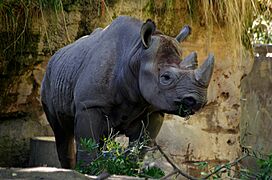 Oregon zoo, USA (8347072557)