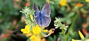 Palos verdes blue butterfly insect glaucopsyche lygdamus palosverdesensis