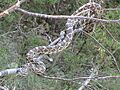 Pantherophis guttatus emoryi