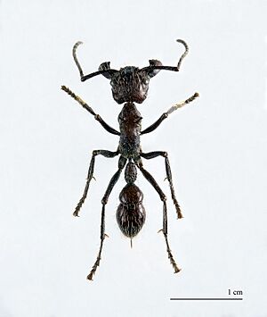 Paraponera clavata MHNT