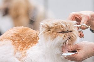 Pet being groomed (51288379216) (cropped)