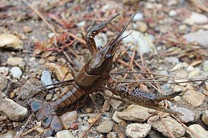 Procambarus vioscai