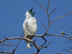 Bare-throated bellbird Facts for Kids