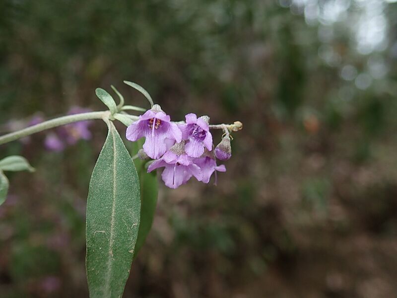 Prostanthera cineolifera