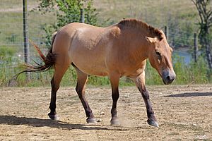 Przewalski's Horse at The Wilds