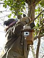 Putting up a nestbox at Gunnersbury Triangle