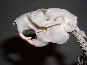 Ratufa skull