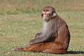 Rhesus macaque (Macaca mulatta mulatta), male, Gokarna
