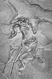 SArchaeopteryxBerlin2