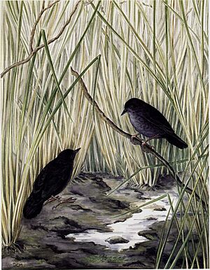 Scytalopus iraiensis, Diana Carneiro Marques.jpg