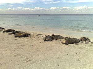 Sea lions on carnac island april 2009