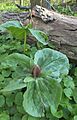 Sessile Trillium