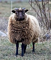 Shetland sheep moorit.jpg
