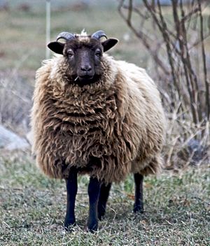 A Shetland sheep.