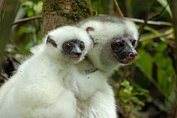 A primate with silky white fur clings to a branch while an infant clings to its back.