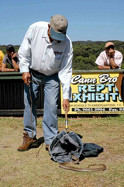 Snake reentering bag