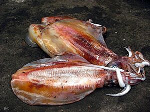 Squid