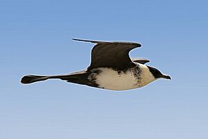 Stercorarius pomarinus off Mauritania 1