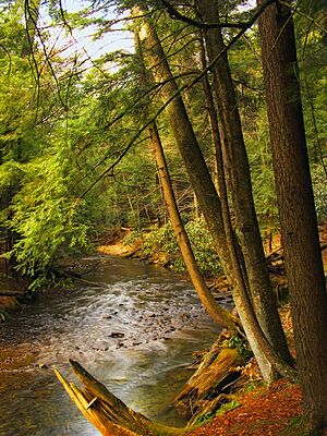 Streamside