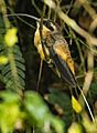 TAN 9895 Rev 1 - Tawny-Bellied Hermit