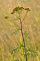 Tanacetum vulgare - harilik soolikarohi Keilas2