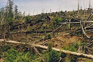 Tasmania logging 10 Styx Devastation