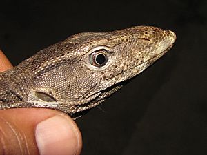 The Common Monitor Lizard (Varanus bengalensis)