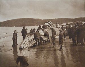 The King of the Seas in the Hands of the Makahs - 1910