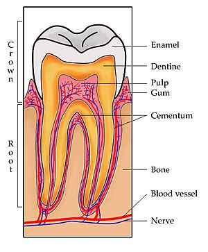 ToothSection