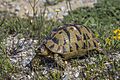 Tunisian tortoise (Testudo graeca nabeulensis) male Cap Bon