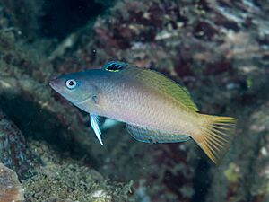 Twotone wrasse (Halichoeres prosopeion) (38692765280).jpg