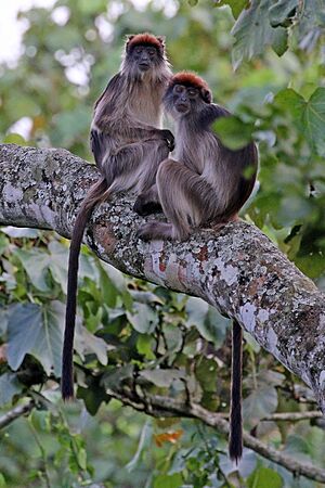 Ugandan red colobus Facts for Kids