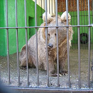 Ursus arctos isabellinus (in Perm Zoo)