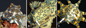 Variable ring patterns on mantles of the blue-ringed octopus Hapalochlaena lunulata