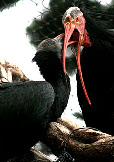 Waldrapp Ibis is feeding a chick