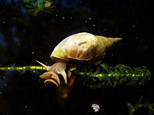 Water snail Rex 2