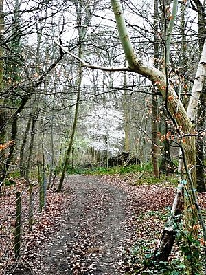 Whiteness in Harpsden Wood - geograph.org.uk - 722231.jpg