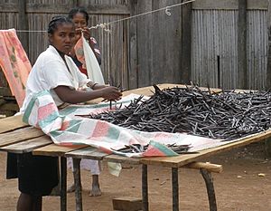 Woman sorting vanilla in Sambava Madagascar
