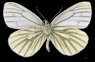 (MHNT) Pieris napi napi - Foret de Bouconne, France - female ventral