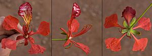 2014.01-413-0528+529+530 flamboyant(Delonix regia(Fabaceae - Caesalpinioideae) Moshi,TZ tue21jan2014-1051h