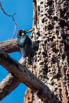 Acorn Woodpecker with Hoard