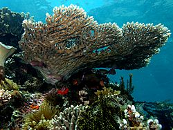 Acropora latistella (Table coral)