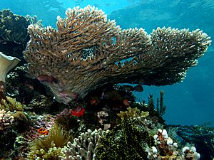 Acropora latistella (Table coral).jpg