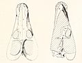 Alopecognathus minor Haughton