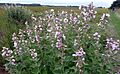 Althaea officinalis . Marsh Mallow - Flickr - gailhampshire