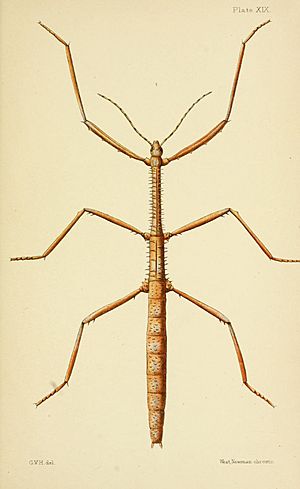 Argosarchus horridus by George Vernon Hudson